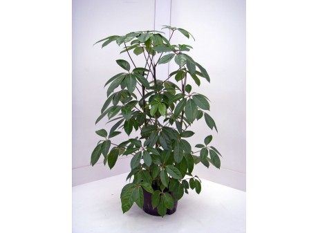 Schefflera amate