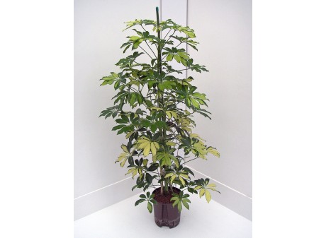 Schefflera trinette