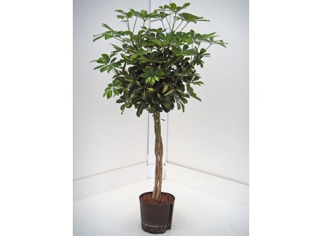 Schefflera Gold Capella