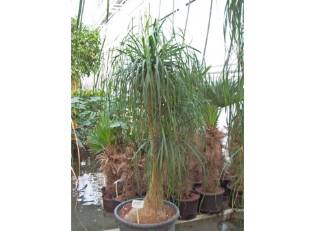 Beaucarnea recurvata