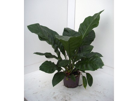 Anthurium jungle king