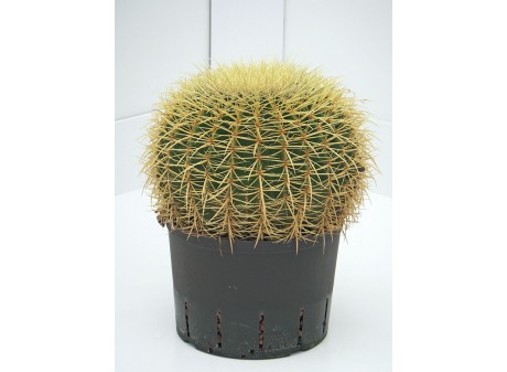 Echinocactus grusoni