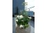 imagePreview